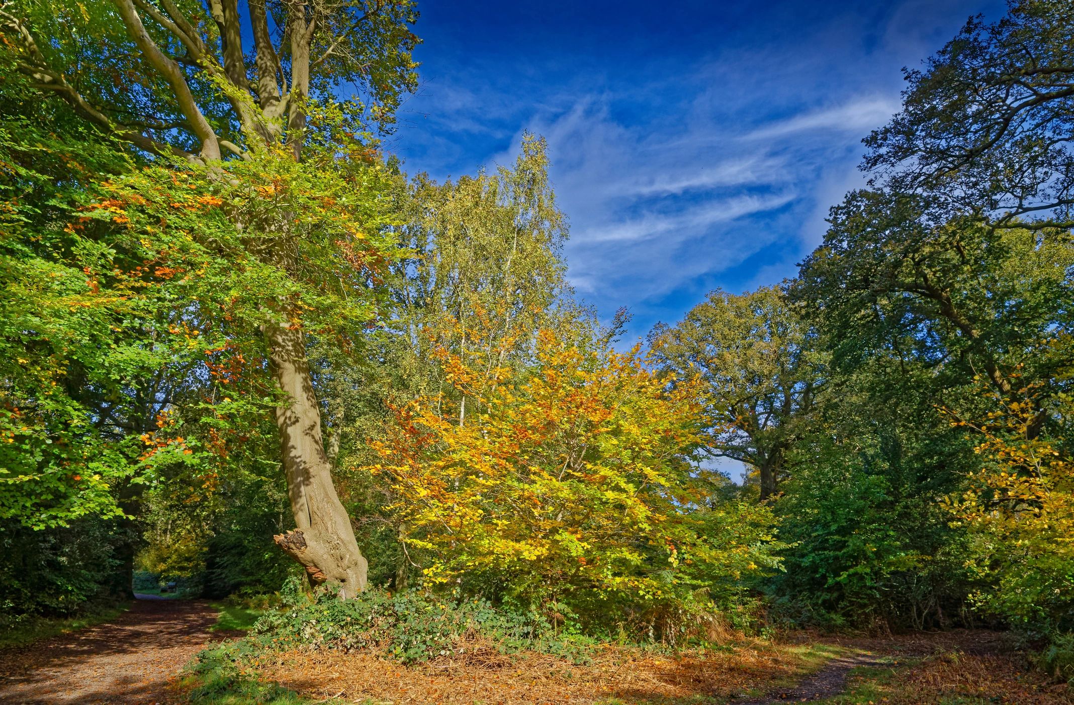 Autumn woodland path suggesting a secret garden trail