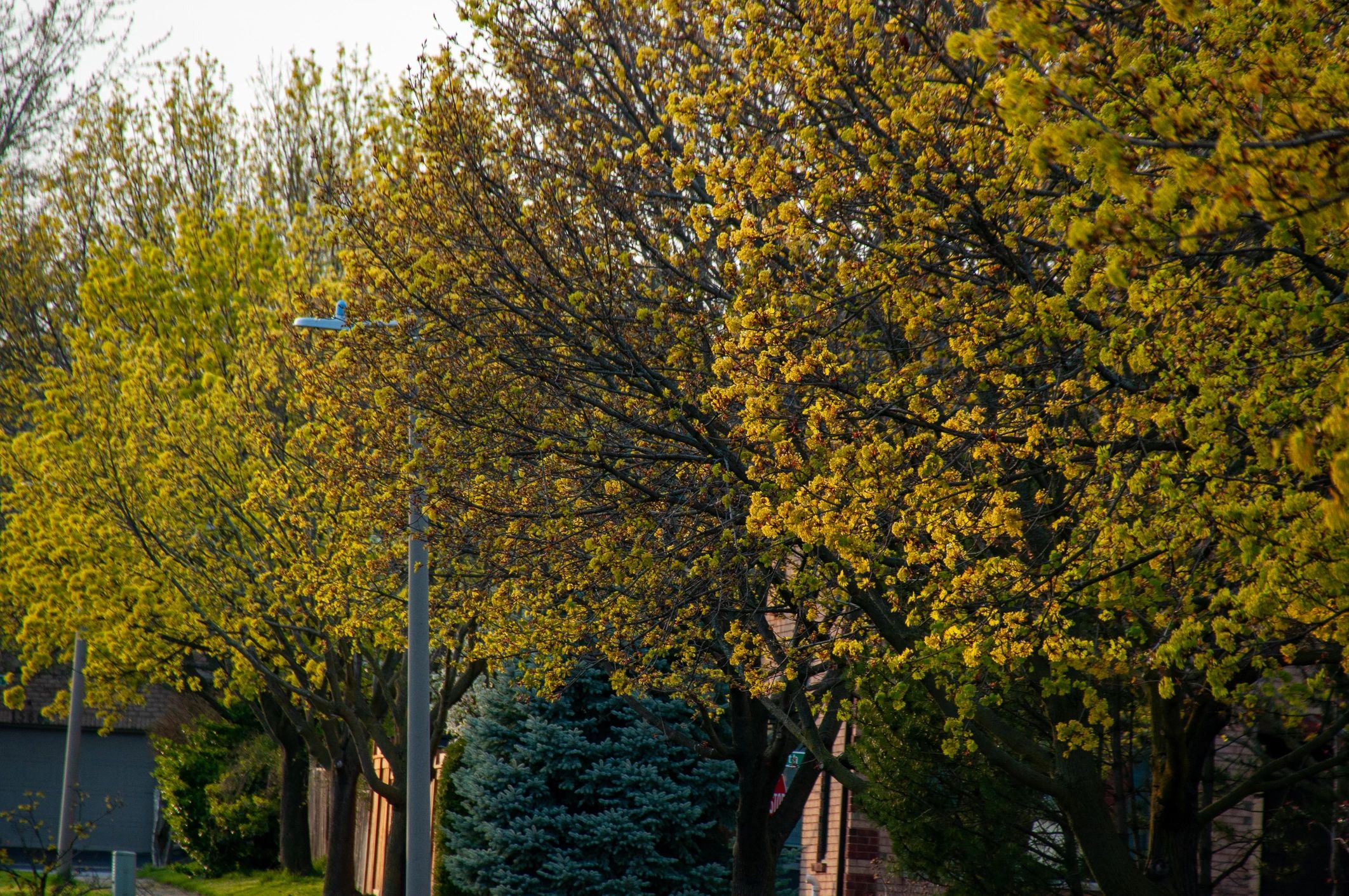 Sunlit street lined with blooming trees
